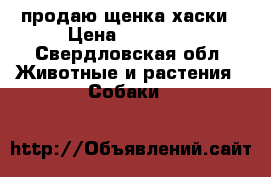 продаю щенка хаски › Цена ­ 10 000 - Свердловская обл. Животные и растения » Собаки   